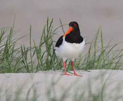 Scholekster - European Oystercatcher