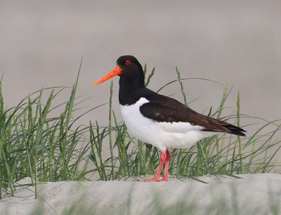 Scholekster - Eurasian Oystercatcher