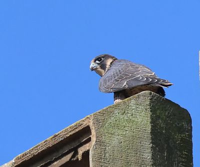 Slechtvalk - Peregrine Falcon