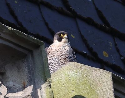 Slechtvalk - Peregrine Falcon