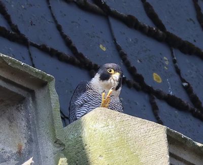 Slechtvalk - Peregrine Falcon