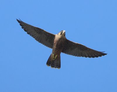 Slechtvalk - Peregrine Falcon