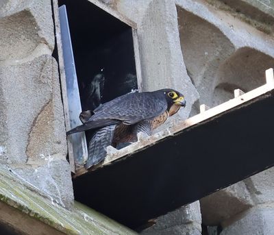 Slechtvalk - Peregrine Falcon