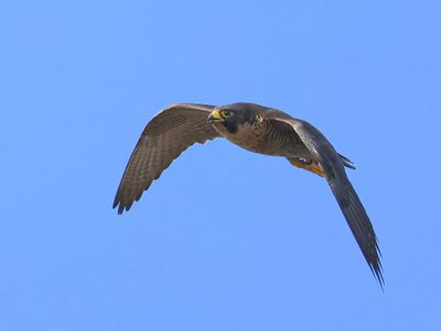 Slechtvalk - Peregrine Falcon