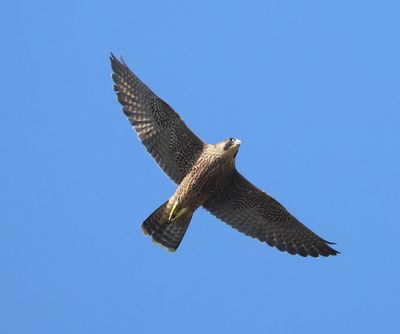Slechtvalk - Peregrine Falcon