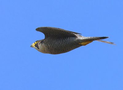 Slechtvalk - Peregrine Falcon
