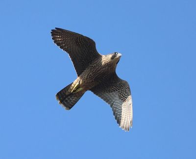 Slechtvalk - Peregrine Falcon