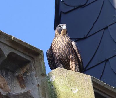Slechtvalk - Peregrine Falcon