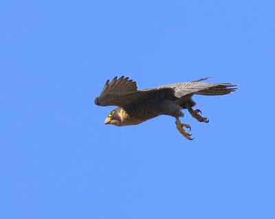 Slechtvalk - Peregrine Falcon