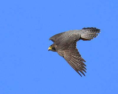 Slechtvalk - Peregrine Falcon