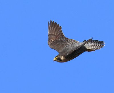 Slechtvalk - Peregrine Falcon