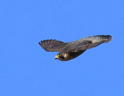 Slechtvalk - Peregrine Falcon