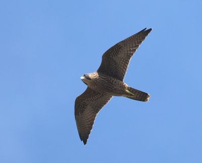 Slechtvalk - Peregrine Falcon