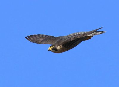 Slechtvalk - Peregrine Falcon
