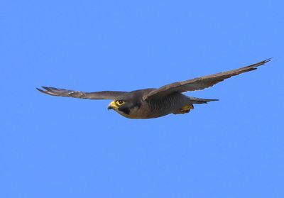 Slechtvalk - Peregrine Falcon