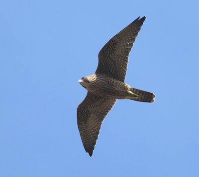 Slechtvalk - Peregrine Falcon