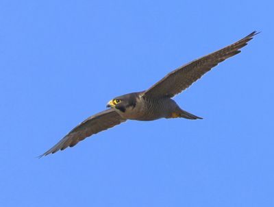 Slechtvalk - Peregrine Falcon