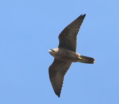 Slechtvalk - Peregrine Falcon