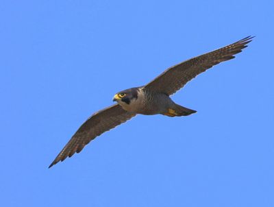 Slechtvalk - Peregrine Falcon