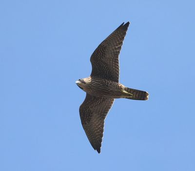 Slechtvalk - Peregrine Falcon
