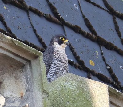 Slechtvalk - Peregrine Falcon