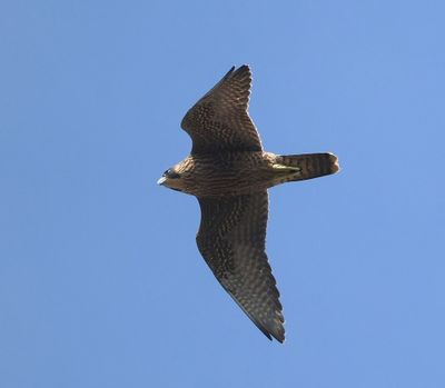 Slechtvalk - Peregrine Falcon