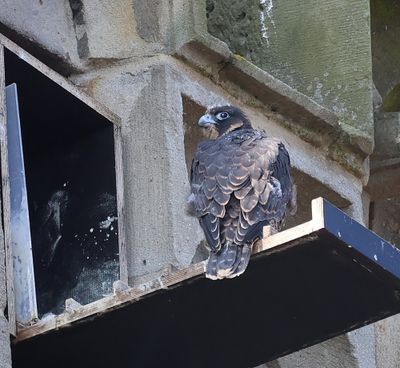 Slechtvalk - Peregrine Falcon