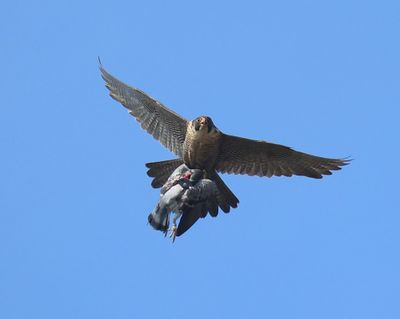 Slechtvalk - Peregrine Falcon