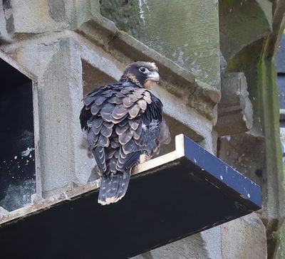 Slechtvalk - Peregrine Falcon