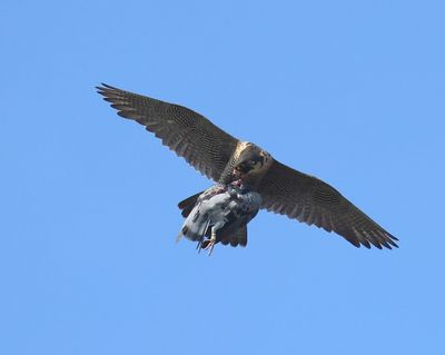 Slechtvalk - Peregrine Falcon