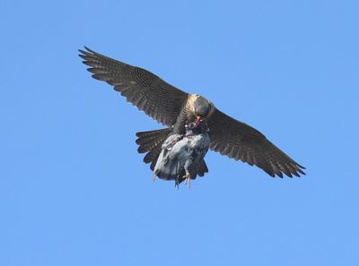 Slechtvalk - Peregrine Falcon