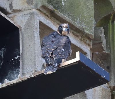 Slechtvalk - Peregrine Falcon