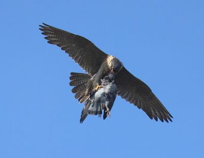 Slechtvalk - Peregrine Falcon