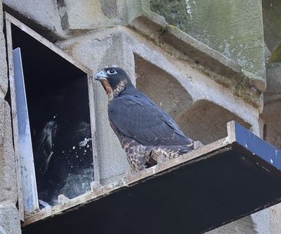 Slechtvalk - Peregrine Falcon