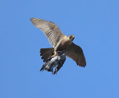Slechtvalk - Peregrine Falcon