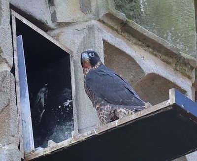 Slechtvalk - Peregrine Falcon