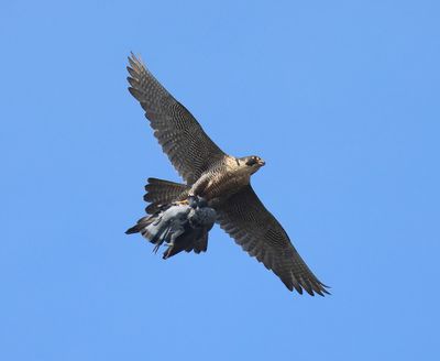Slechtvalk - Peregrine Falcon