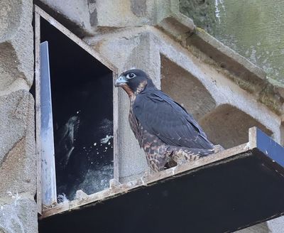 Slechtvalk - Peregrine Falcon