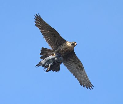 Slechtvalk - Peregrine Falcon