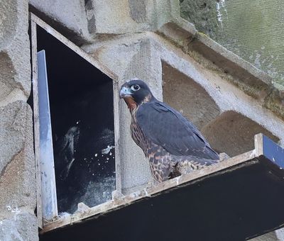 Slechtvalk - Peregrine Falcon