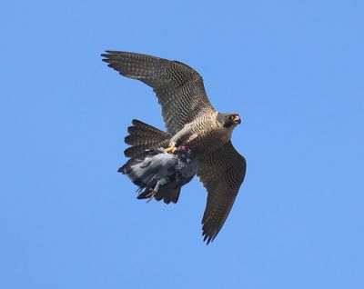 Slechtvalk - Peregrine Falcon