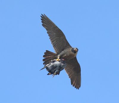 Slechtvalk - Peregrine Falcon