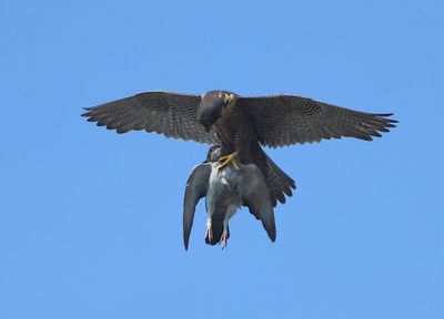 Slechtvalk - Peregrine Falcon