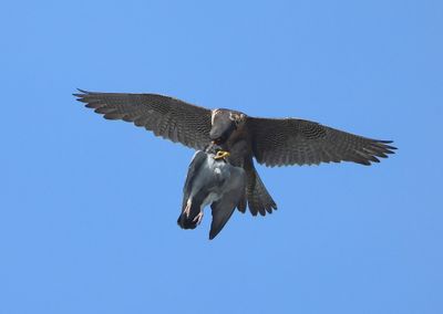 Slechtvalk - Peregrine Falcon