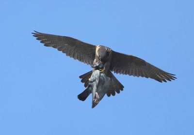 Slechtvalk - Peregrine Falcon