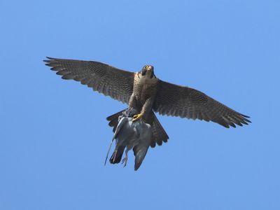 Slechtvalk - Peregrine Falcon