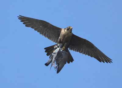 Slechtvalk - Peregrine Falcon