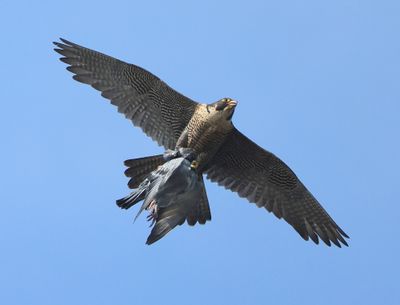 Slechtvalk - Peregrine Falcon