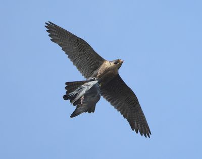 Slechtvalk - Peregrine Falcon