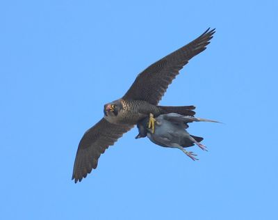 Slechtvalk - Peregrine Falcon